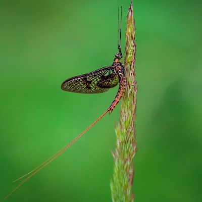The Life of the Mayfly