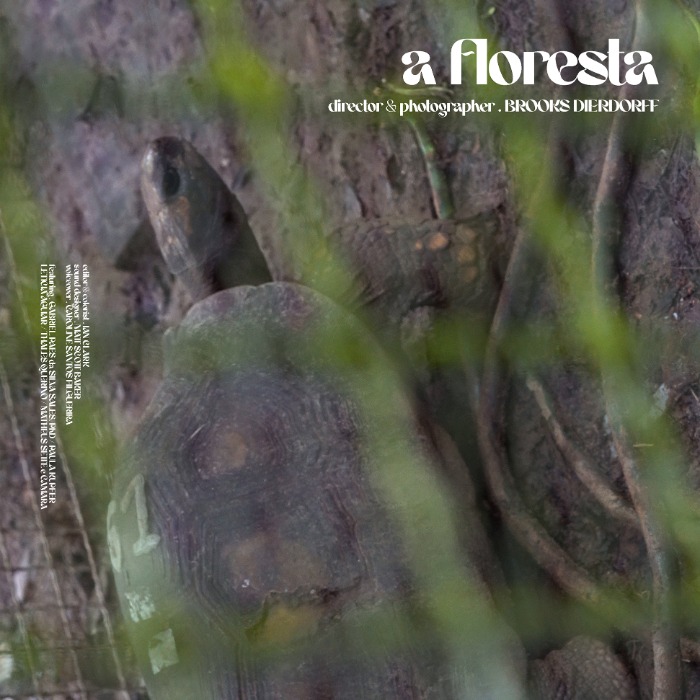 The Forest (A Floresta)