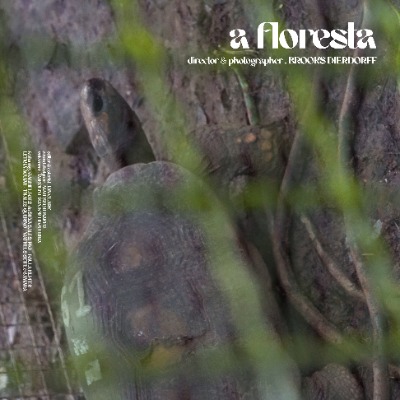 The Forest (A Floresta)