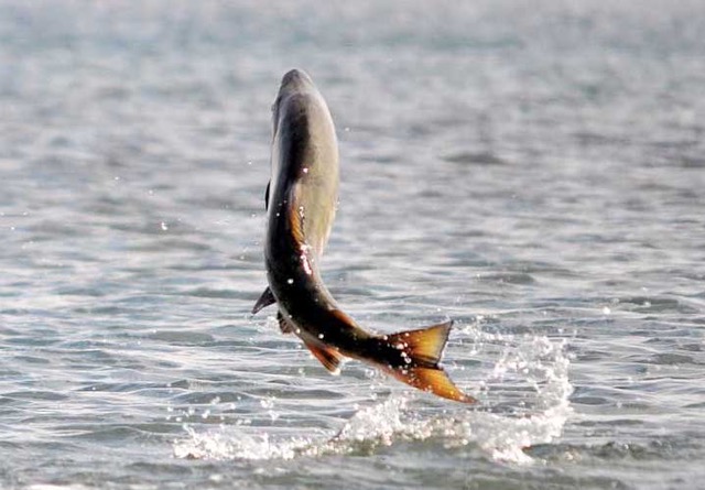 Sink or Swim: Salmon and the River of Life