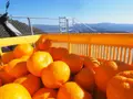 【訳あり】有田みかん 10kg のサムネイル画像 3