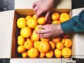 【訳あり】有田みかん 10kg のサムネイル画像 6
