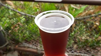 Safari Amber - St. Louis, MO