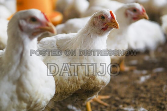 Noiler Chicken 