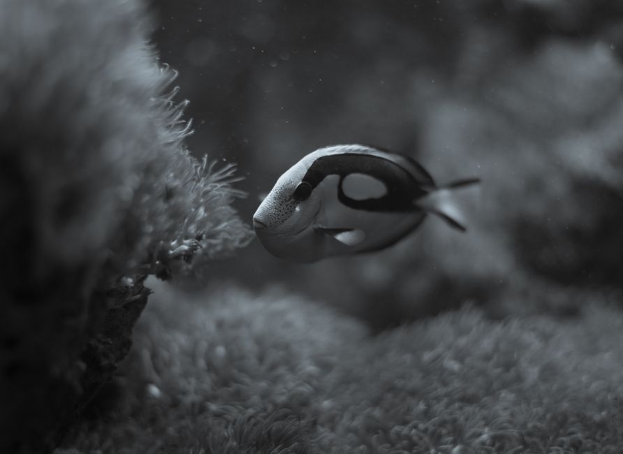 Black coral