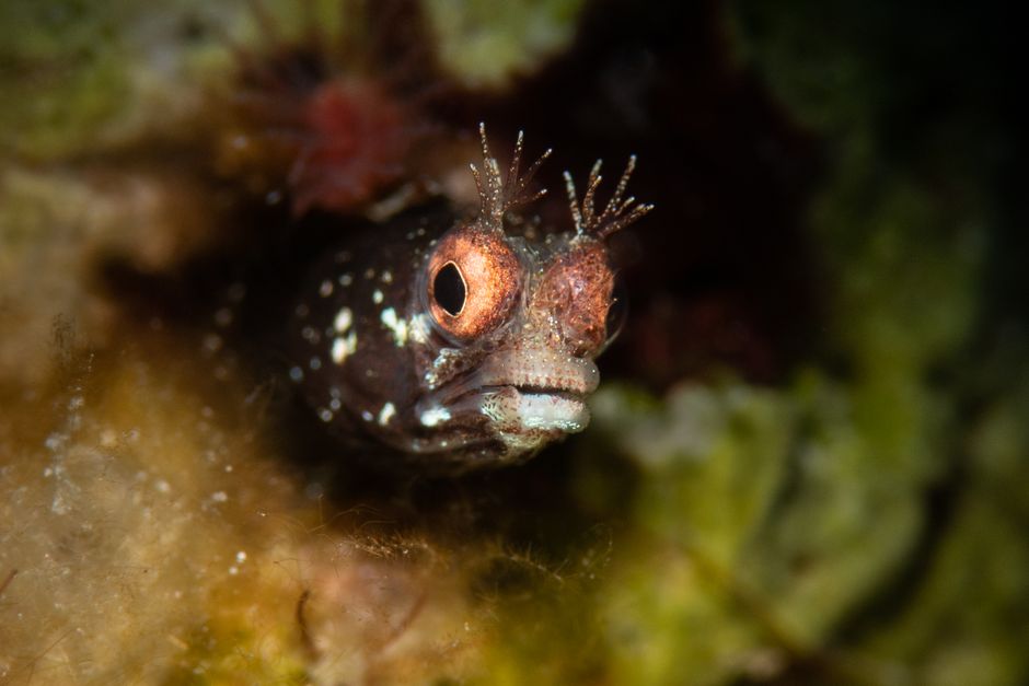 Blenny (fang)
