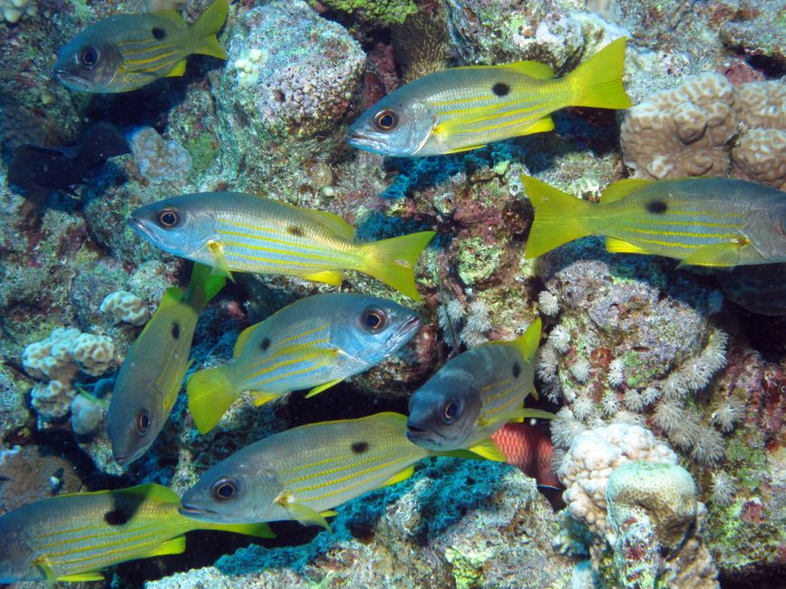Bluestripe snapper