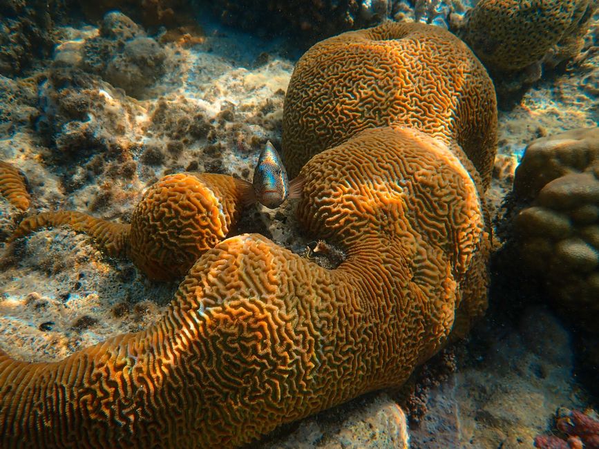 Brain coral