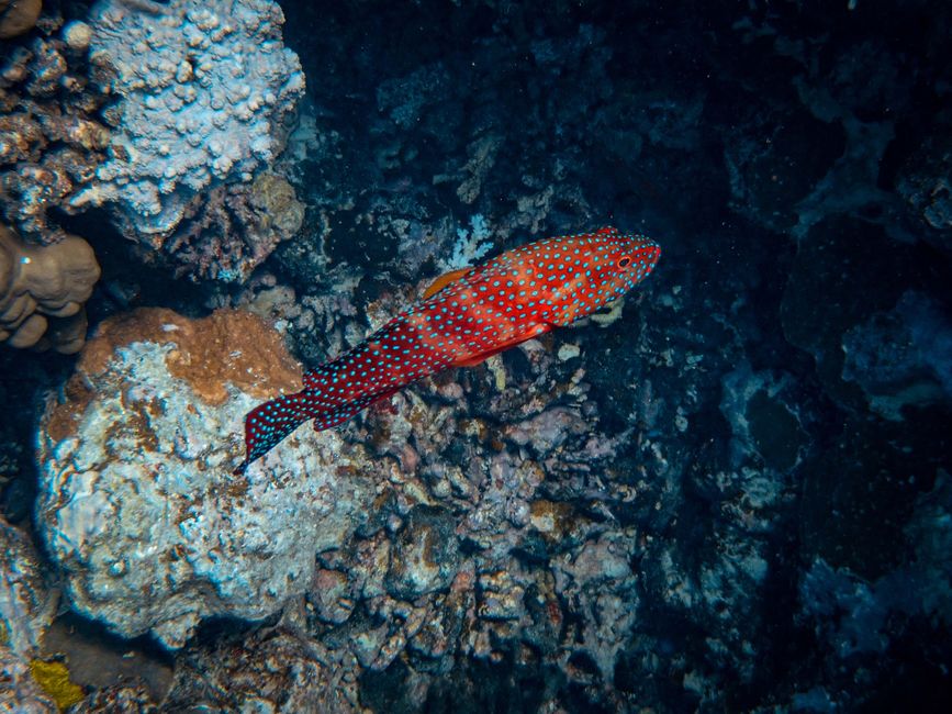 Coral grouper