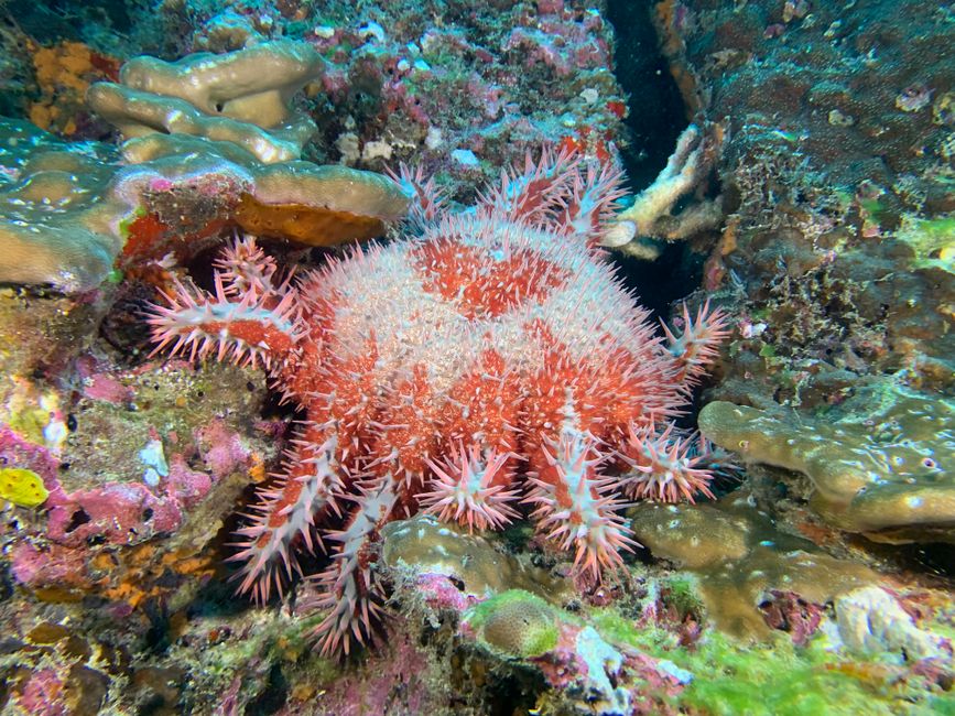 Crown-of-thorns starfish