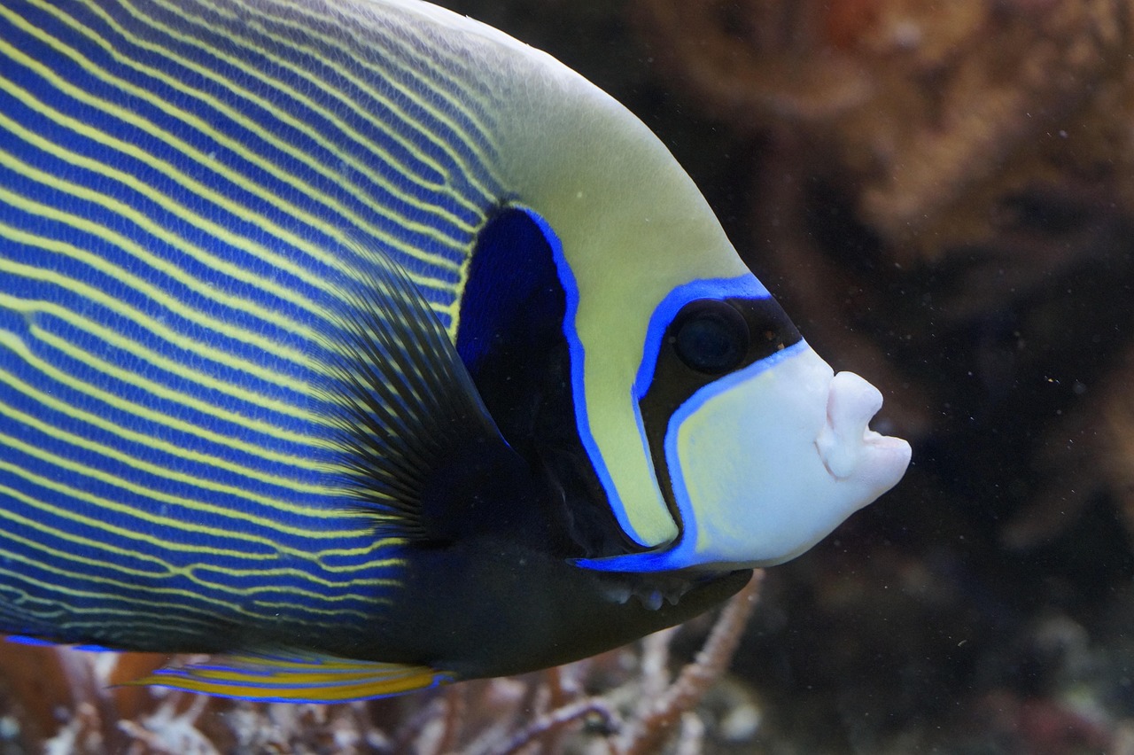 Emperor angelfish