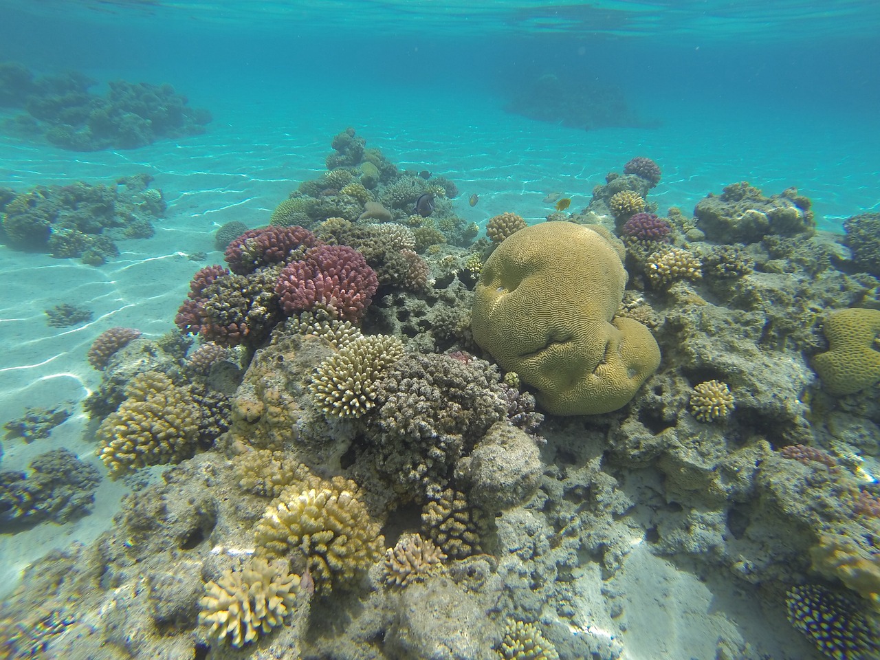 Fire coral