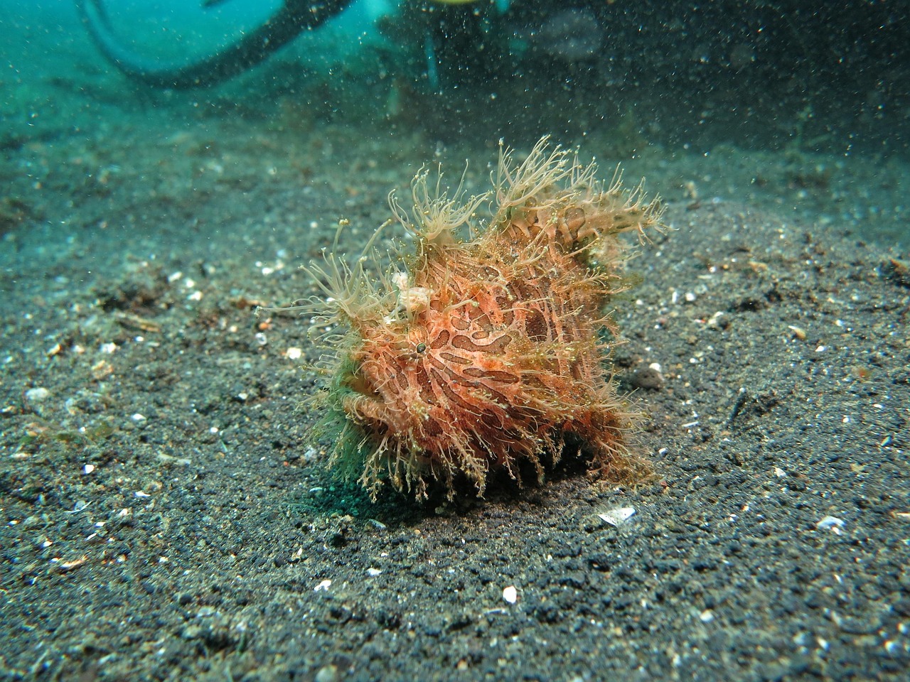 Frogfish