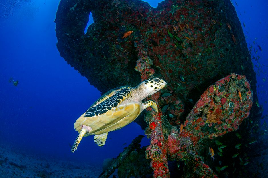 Hawksbill turtle