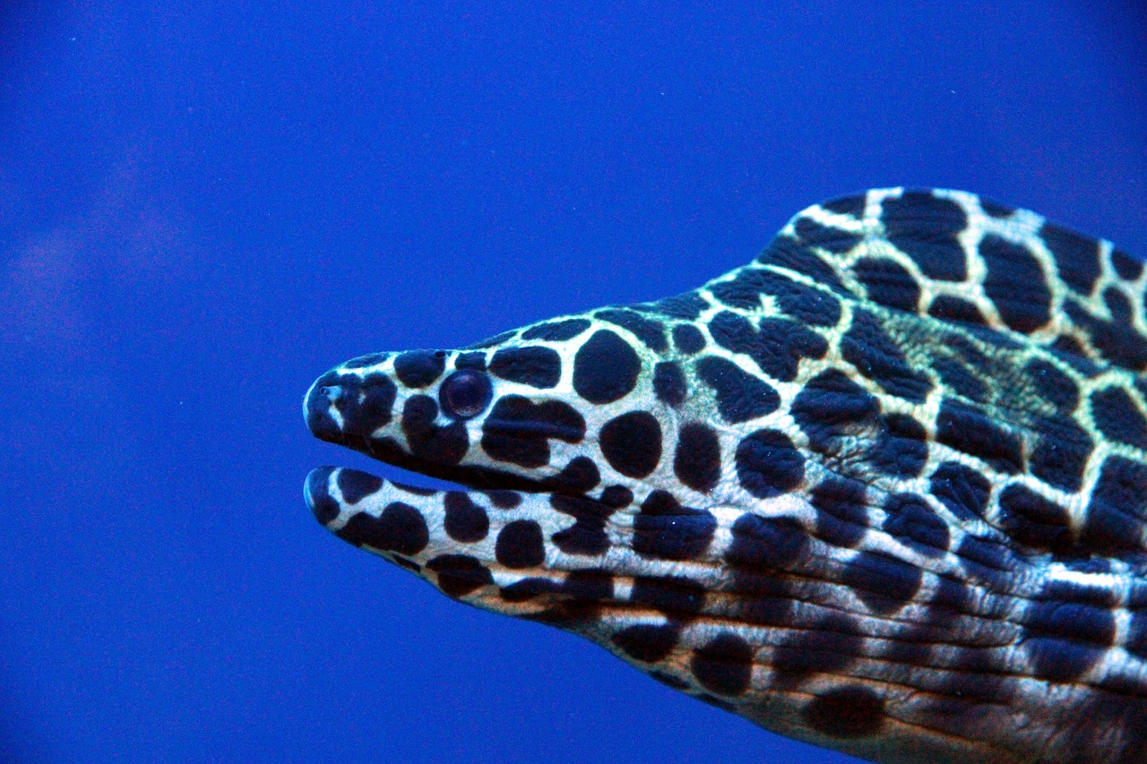 Honeycomb moray