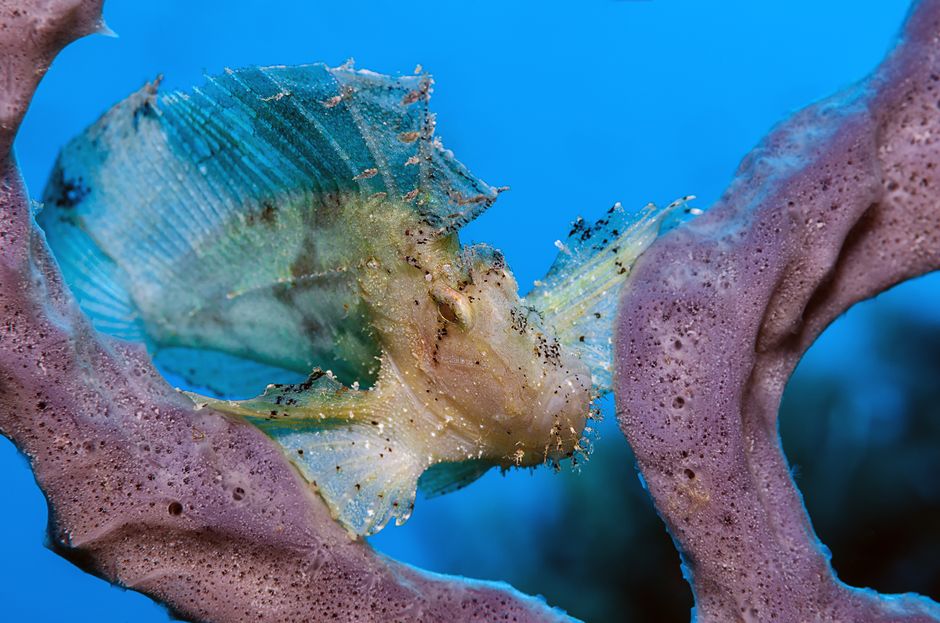 Leaf scorpionfish