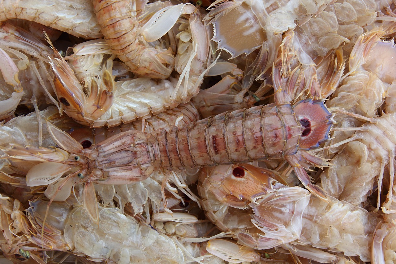 Mantis shrimp (peacock)