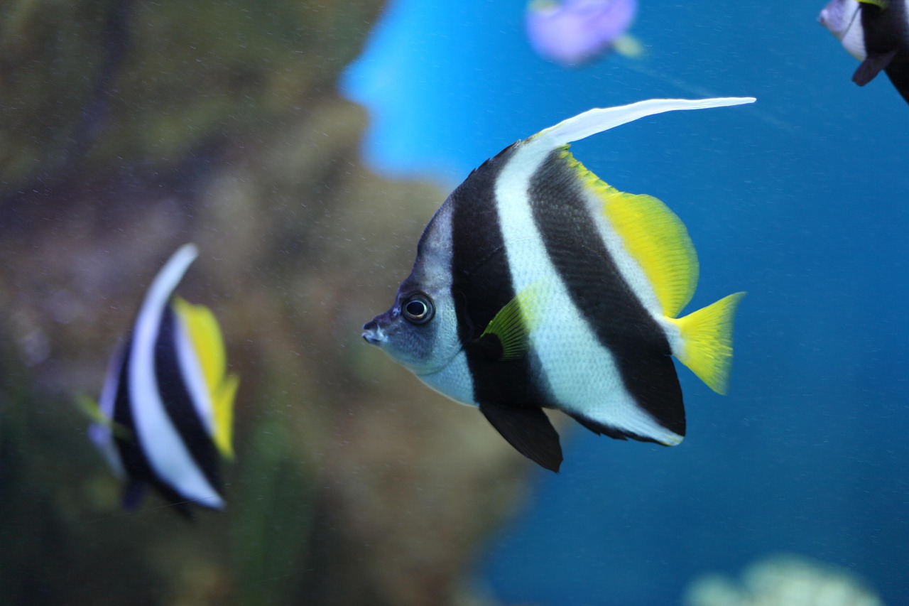 Moorish idol