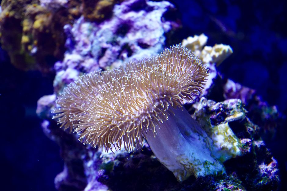 Mushroom coral