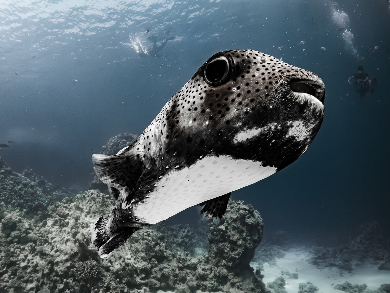 Porcupinefish