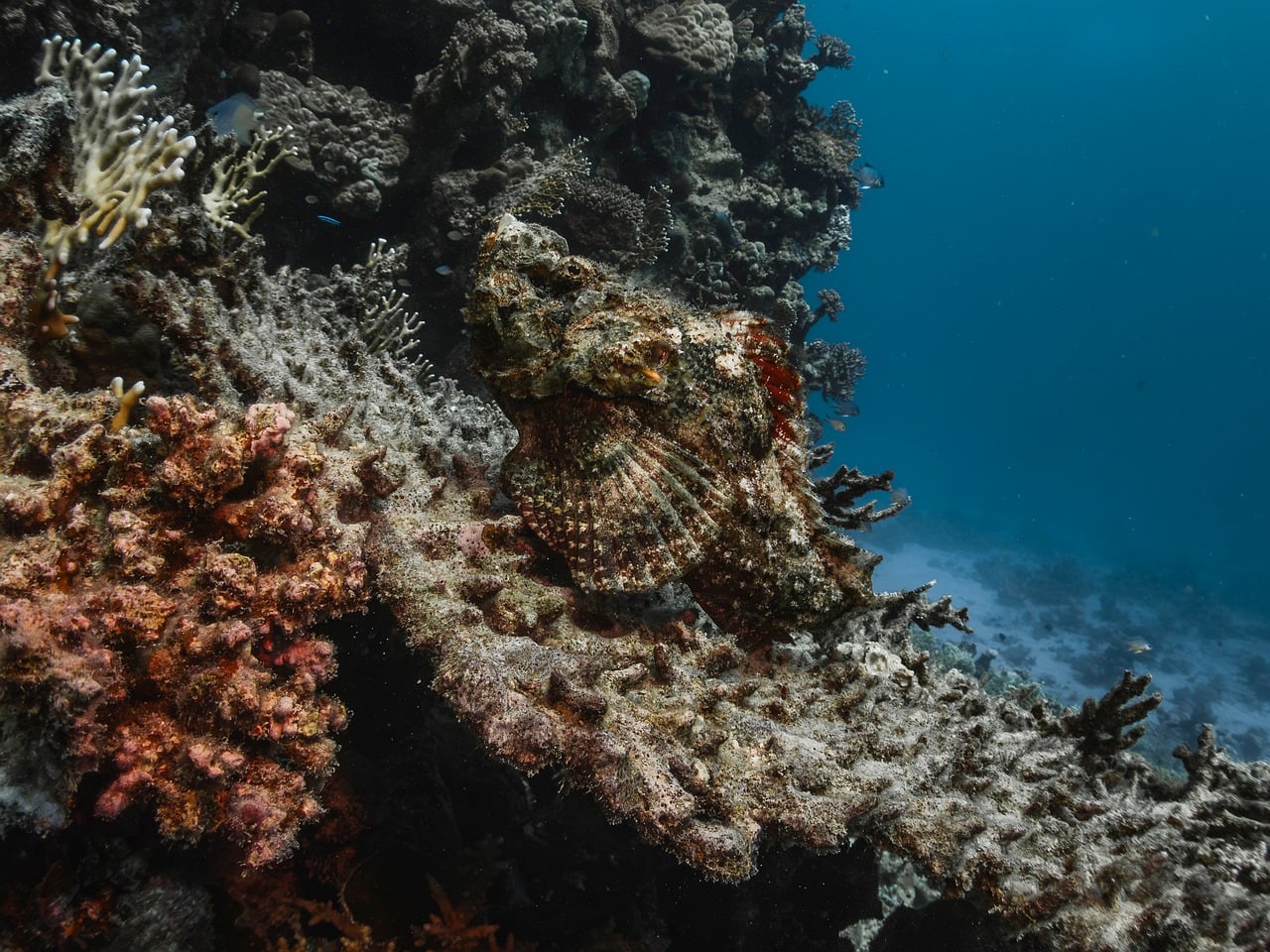 Scorpionfish
