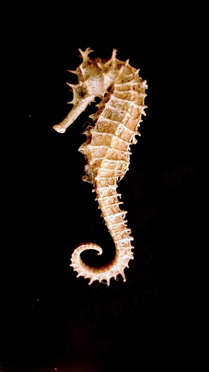 Seahorse (thorny)