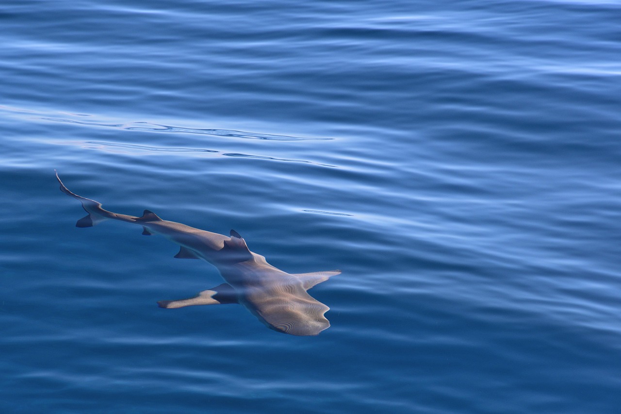 Silvertip shark