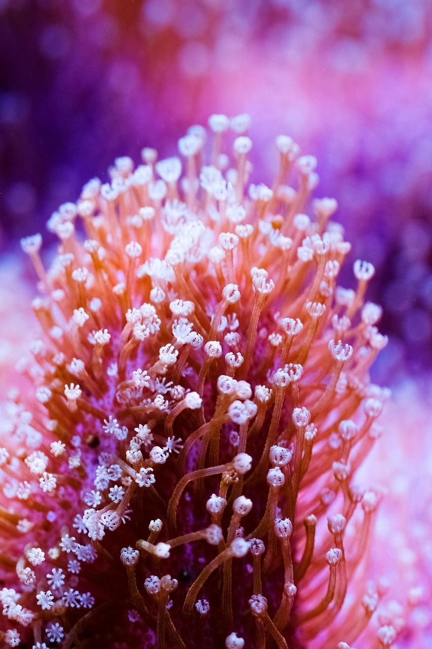 Soft coral (leather)