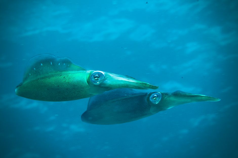 Squid (bigfin reef)