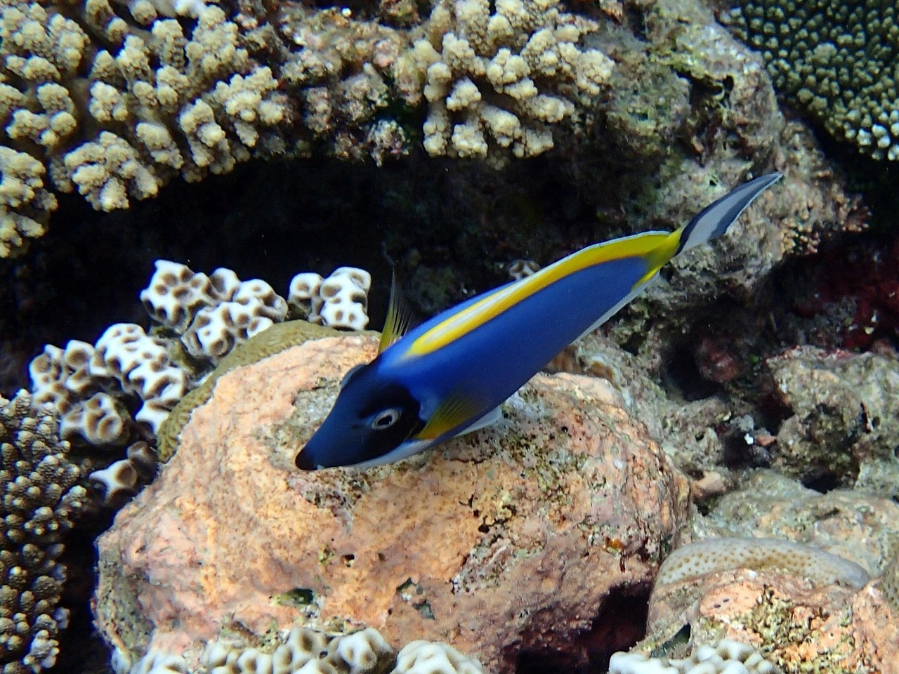 Surgeonfish (powder blue)