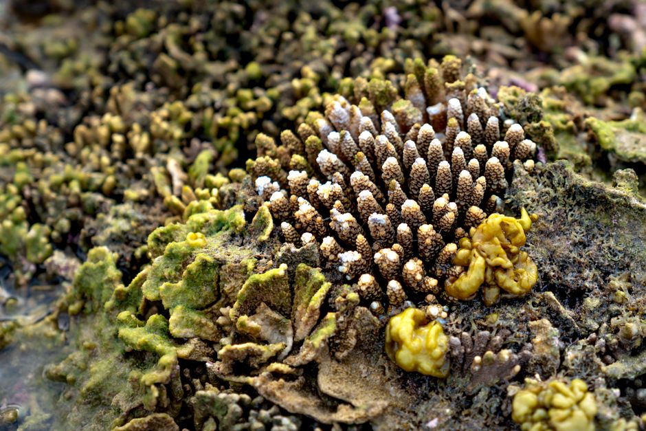 Table coral