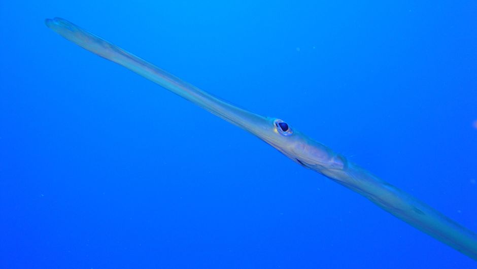 Trumpetfish