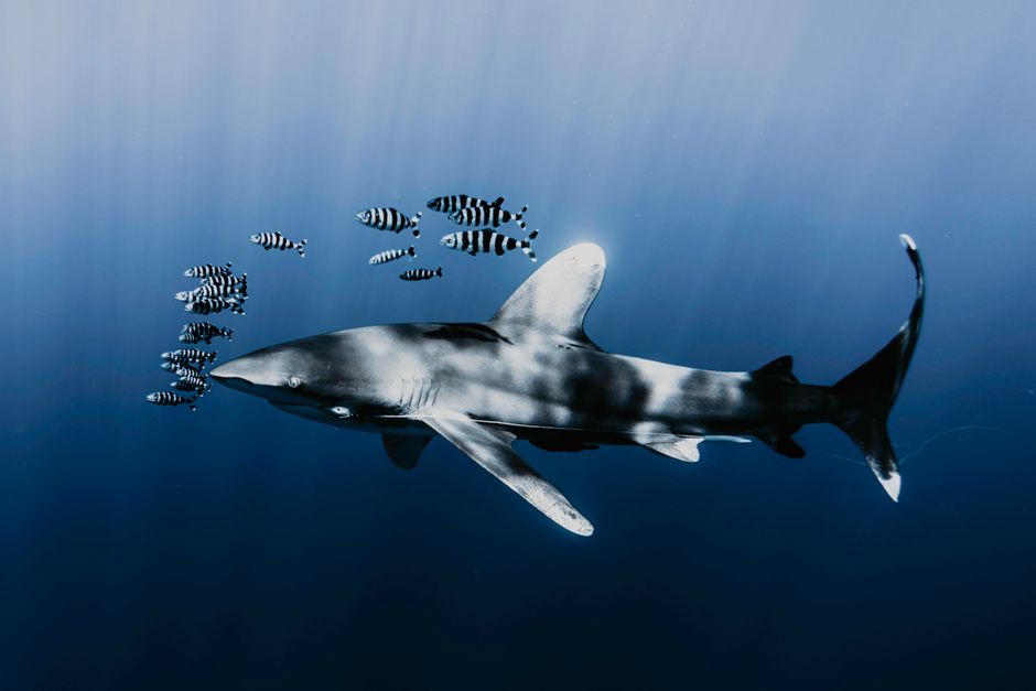 Whitetip reef shark