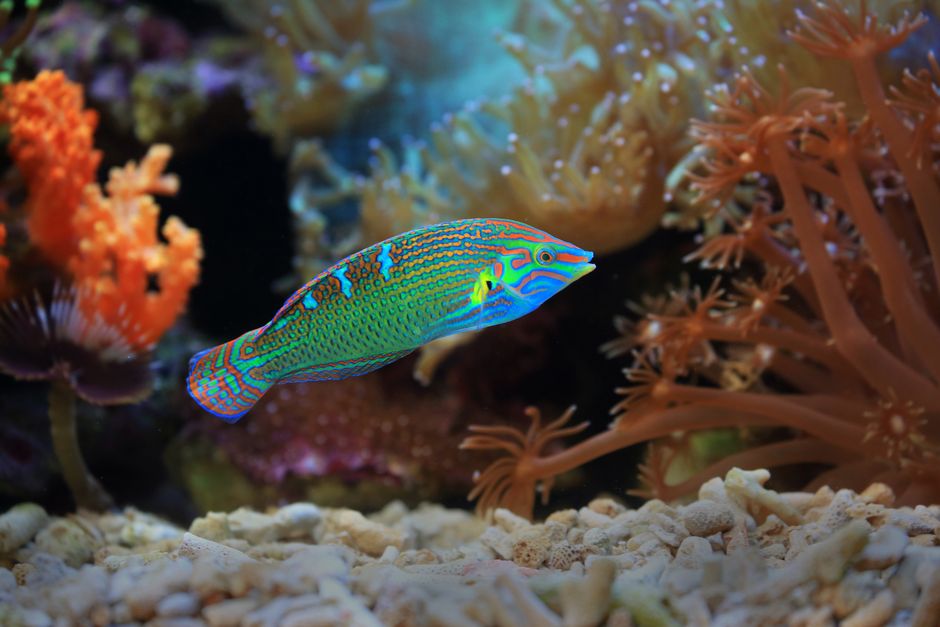 Wrasse (cleaner)