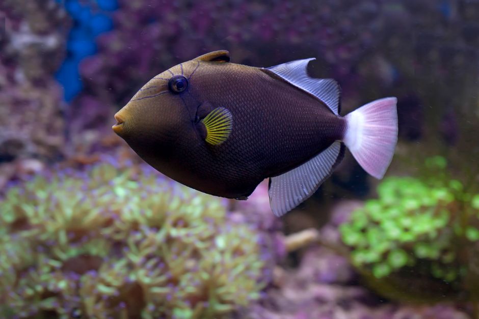 Yellowmargin triggerfish