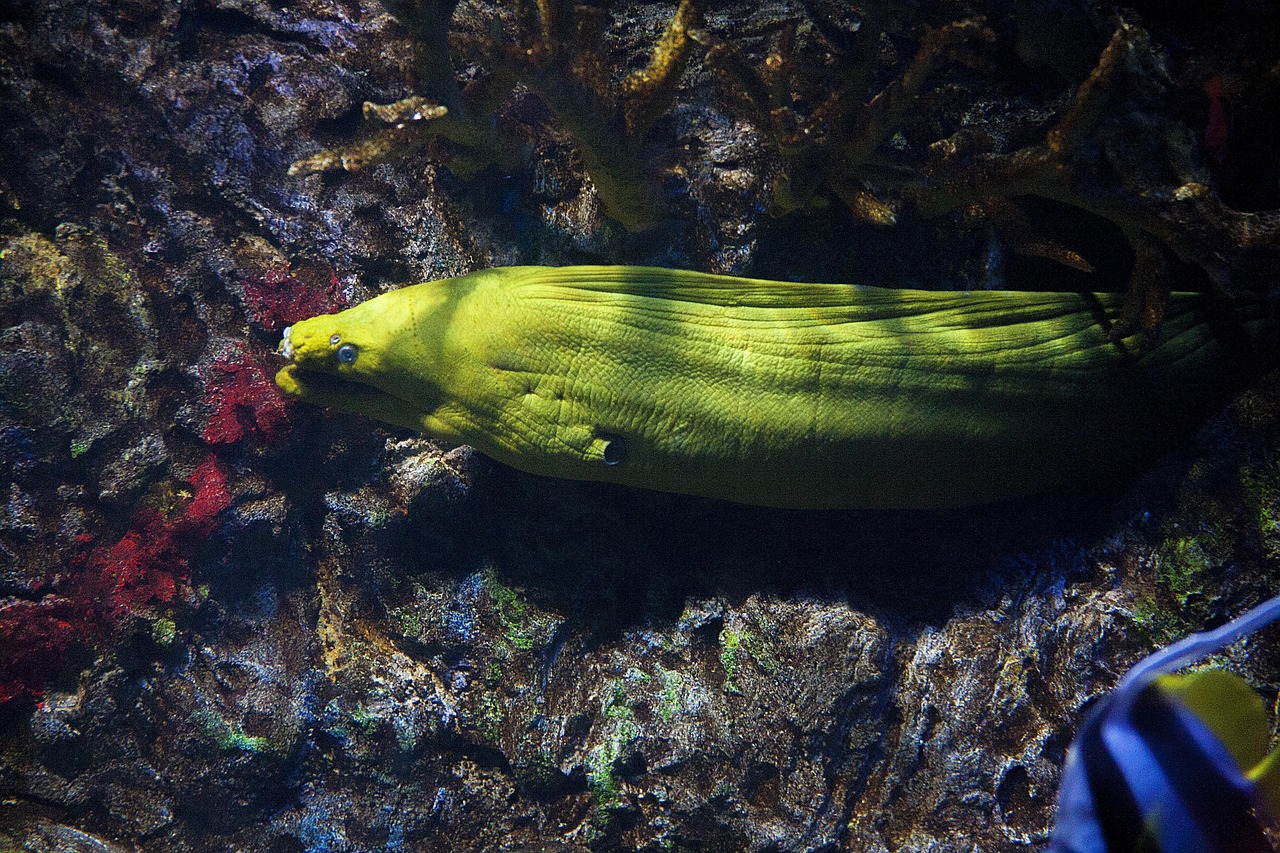Yellowmouth moray