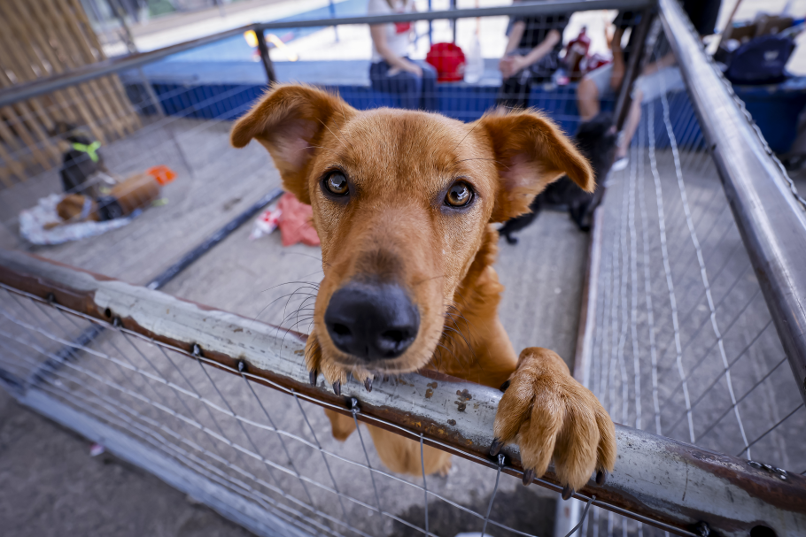 Feira de Adoção garante novos lares para 67 animais no Parque Cachoeira