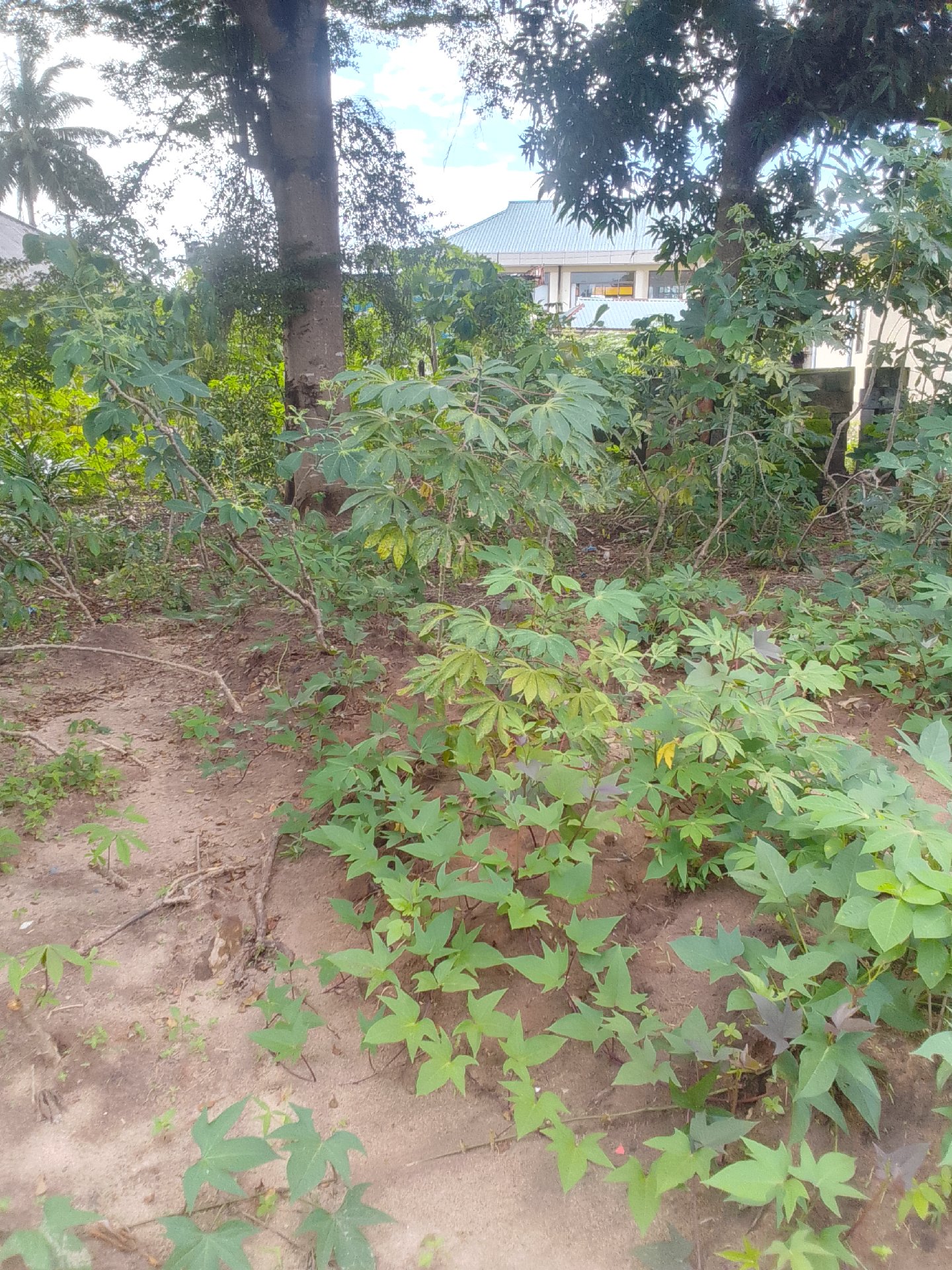 kiwanja Toangoma