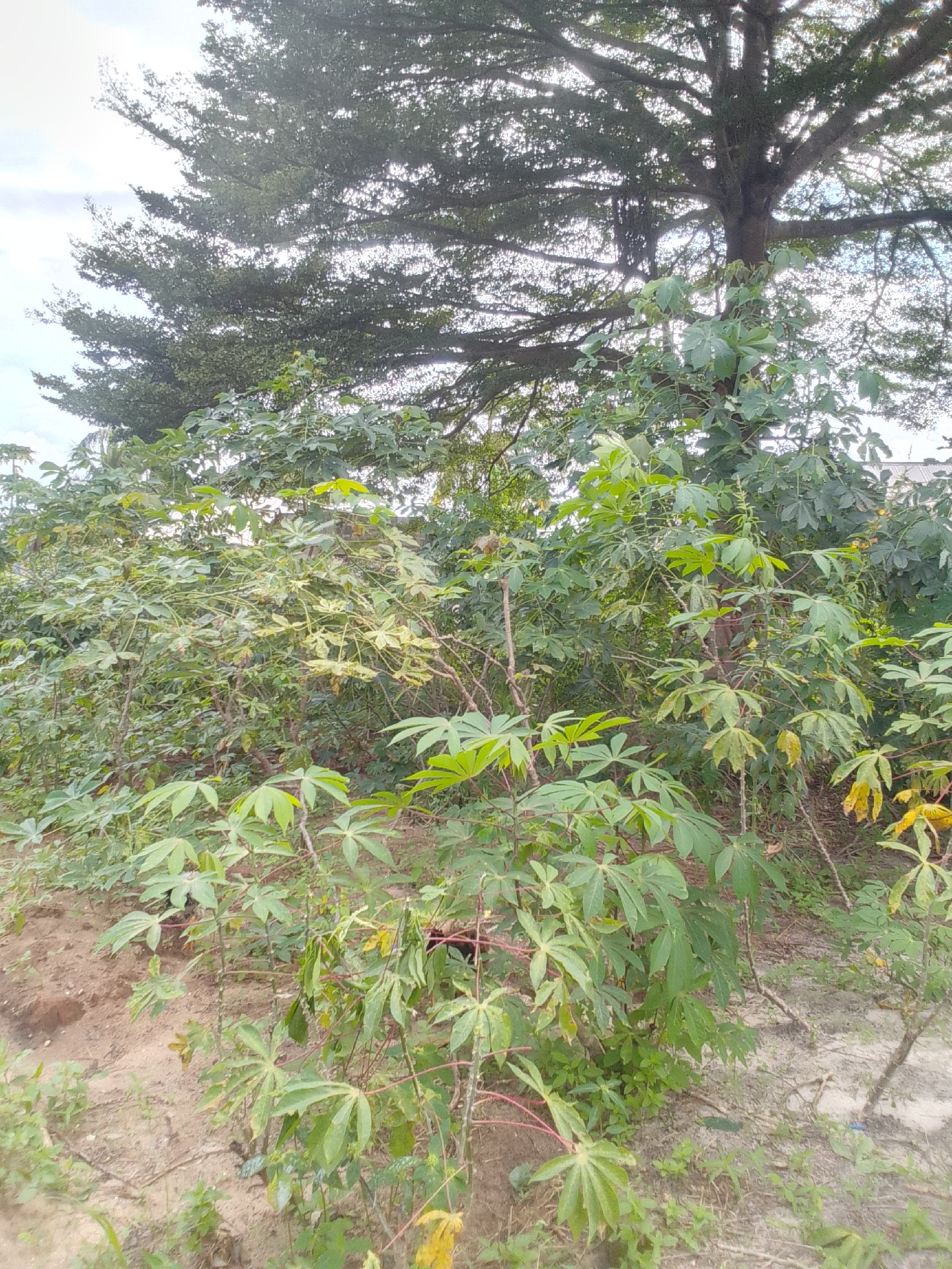 kiwanja Toangoma