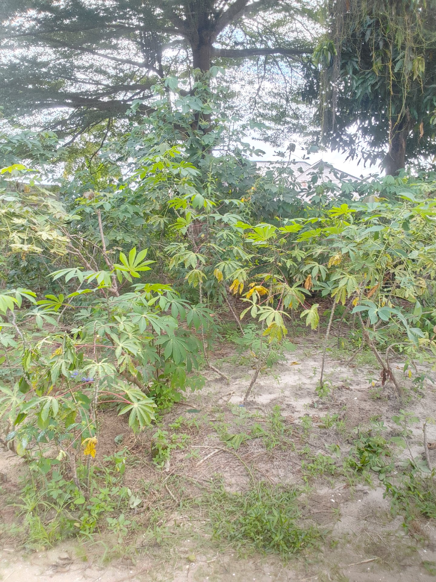 kiwanja Toangoma