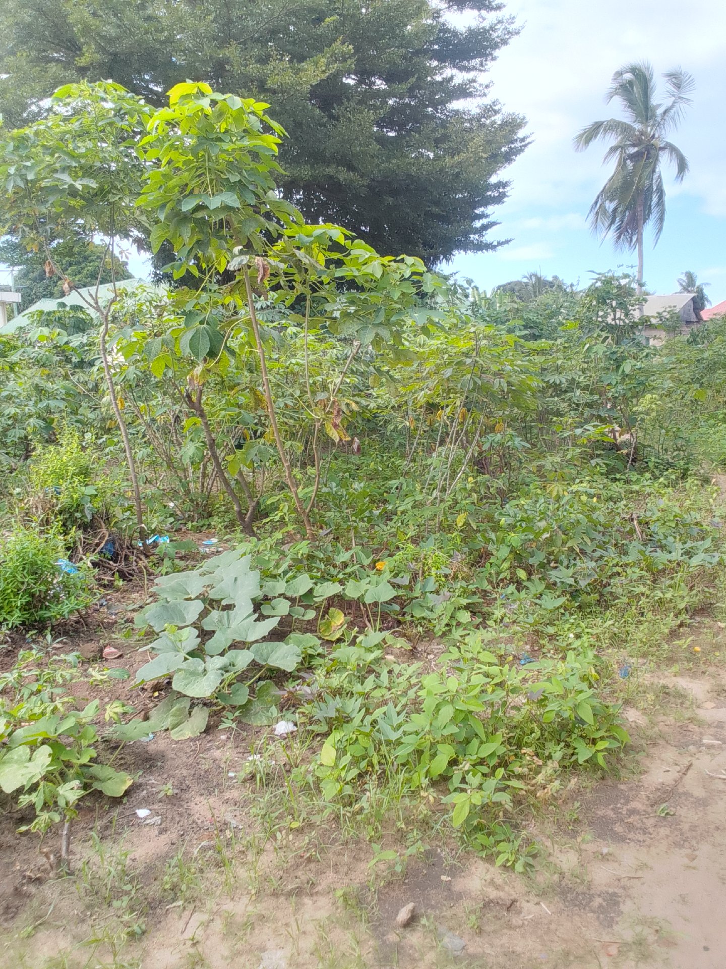 kiwanja Toangoma