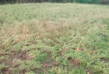 बारिश से फसलों को हुआ नुकसान, तेज हवा से गेहूं चना की फसल खेतो में गिरी,  75 प्रतिशत नुकसान का लगाया जा रहा अंदाजा