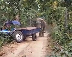 हाथियों ने रेत तस्करों की पोल खोली:  रेत माफिया पर एक्शन में बदला