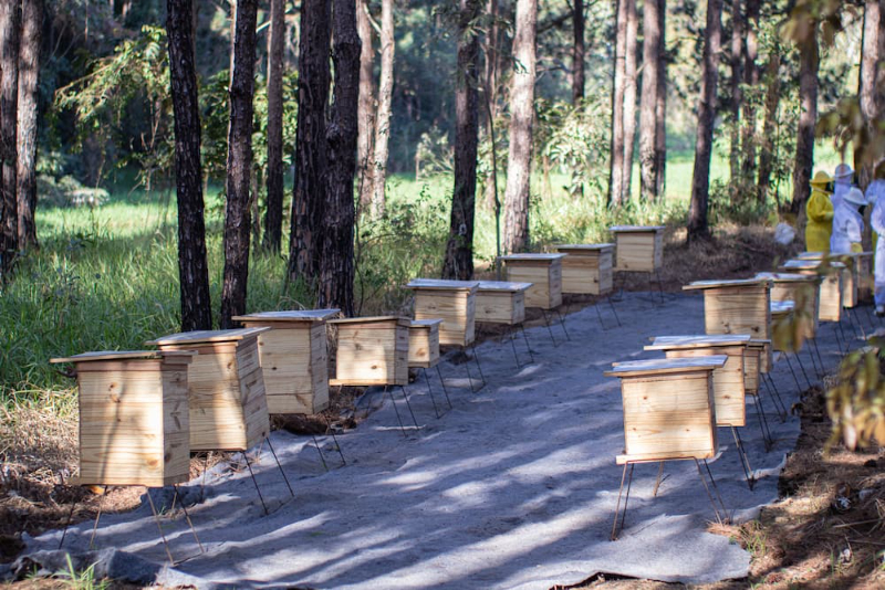 Apicultura sustentável: Preservando as abelhas e o meio ambiente - Doce na Medida