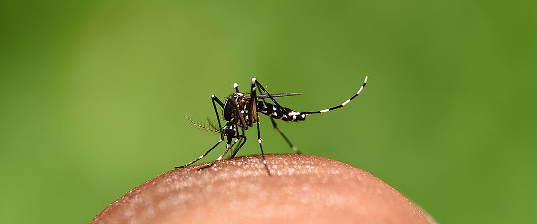 Nyamuk Aedes. Awas! Kenali Nyamuk Pembawa Denggi - DoctorOnCall