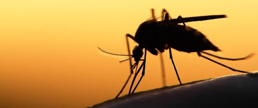 Pertempuran Bawaan Nyamuk: Denggi dan Malaria Dijelaskan | DoctorOnCall