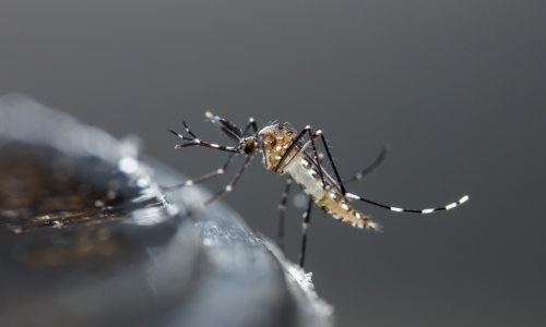 Denggi dan Chikungunya: Adakah Ia Sama? | DoctorOnCalll
