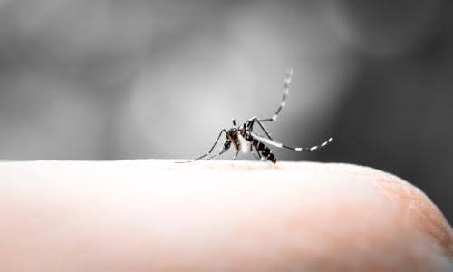 Dengue: From Ancient Origins to Modern-Day Threat | DoctorOnCall