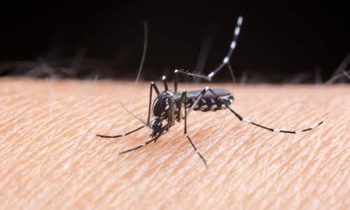 Nyamuk Aedes. Awas! Kenali Nyamuk Pembawa Denggi - DoctorOnCall