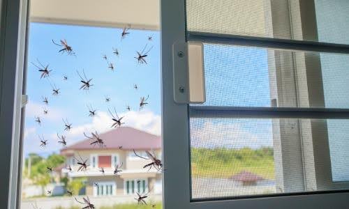 How To Protect Your Home And Family From Dengue - DoctorOnCall